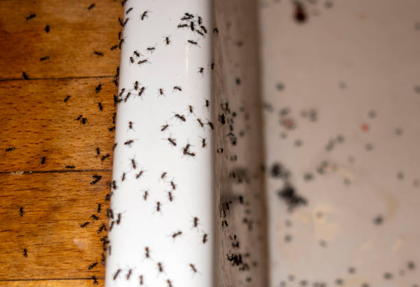 Best Pest Prevention Services  in Sudan, TX